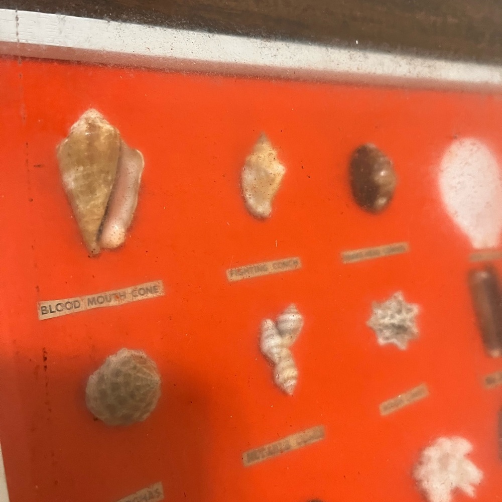 Framed Seashell Collection Display - Picture 2 of 4